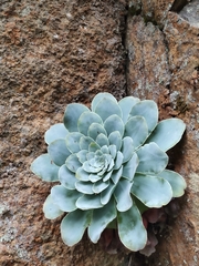 Aeonium