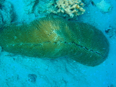 Ctenactis crassa