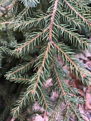 Picea rubens