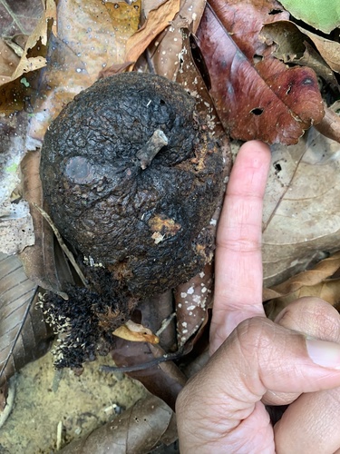 Ficus punctata (Ficus punctata)