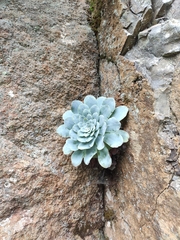 Aeonium