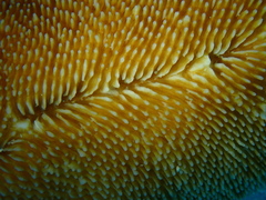 Ctenactis crassa