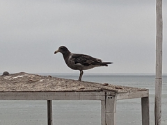 Larus belcheri