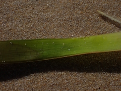 Posidonia australis