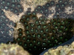 Zoanthus sansibaricus