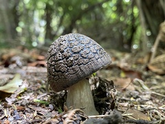 Amanita nothofagi