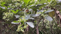 Trichodesma calycosum