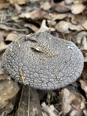 Amanita nothofagi