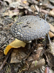 Amanita nothofagi