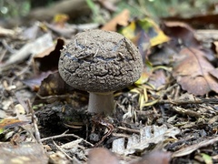 Amanita nothofagi