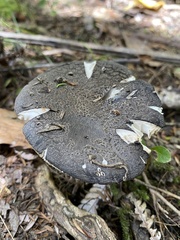 Amanita nothofagi