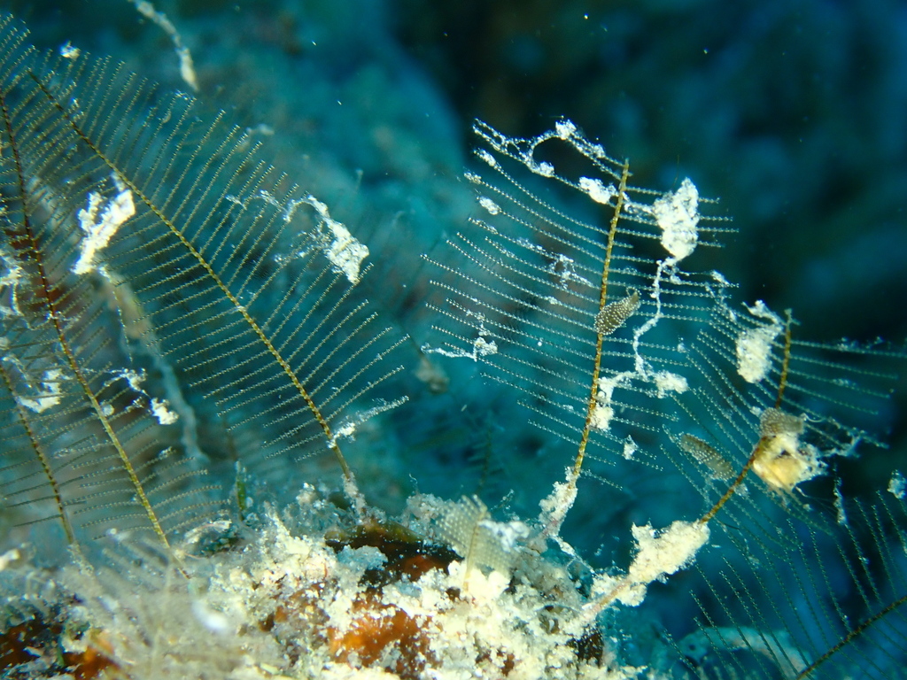 Lytocarpia phyteuma