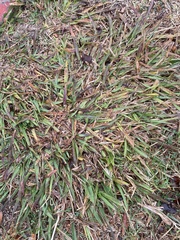 Stenotaphrum secundatum