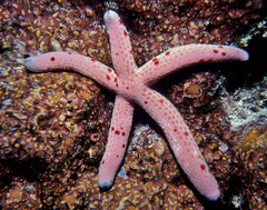 Linckia multifora