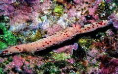 Linckia multifora