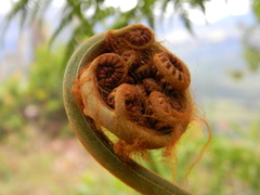 Sphaeropteris lepifera