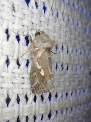 Chrysodeixis argentifera