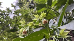 Trichodesma calycosum