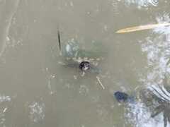 Trachemys stejnegeri