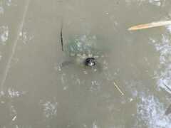 Trachemys stejnegeri