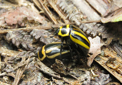 Macraspis cincta