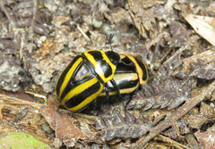 Macraspis cincta