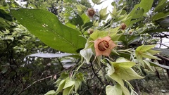 Trichodesma calycosum