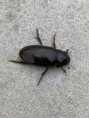 Hydrophilus