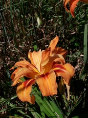 Hemerocallis