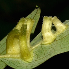 Craneiobia tuba