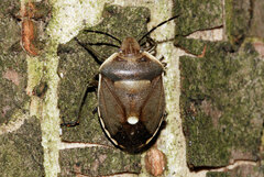 Chlorochroa pinicola