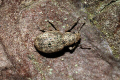 Strophosoma capitatum