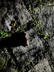 Megalobulimus