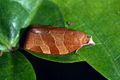 Pandemis cinnamomeana