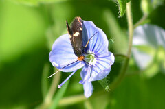Cauchas leucocerella