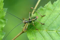 Barbitistes constrictus