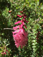 Epacris impressa