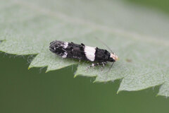 Recurvaria leucatella