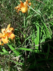 Hemerocallis