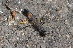 Ammophila sabulosa