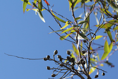 Corymbia gummifera