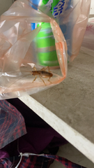 Gryllacrididae