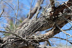 Corymbia gummifera