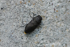 Anthaxia quadripunctata