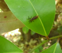 Rhinotiodes spinipennis