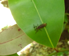Rhinotiodes spinipennis