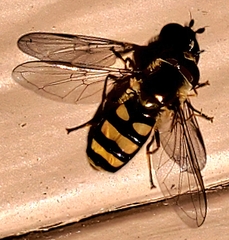 Eupeodes americanus