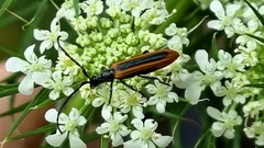 Stenoderus suturalis