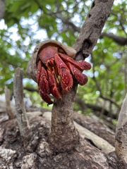 Coenobita perlatus
