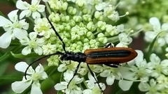 Stenoderus suturalis